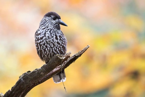Nutcracker - Tannenhäher - Nucifraga caryocatactes ssp. caryocatactes, Germany, adult, Europe