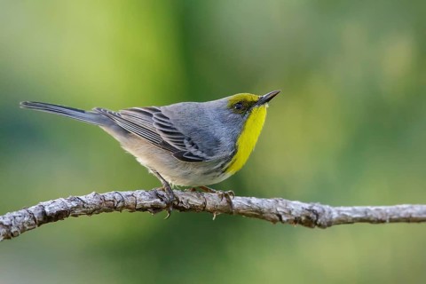 Olive-capped Warbler (Dendroica pityophila) perched on a branch in Cuba