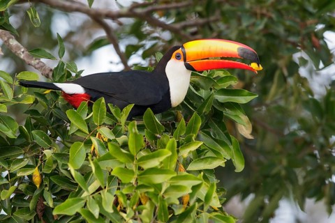 Toco Toucan (Ramphastos toco) perched on a branch in the Pantanal region of Brazil