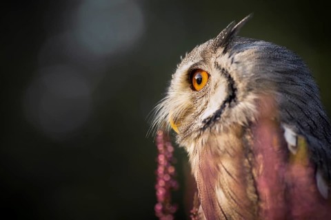 Southern White-faced Owl (Ptilopsis granti) captive, among flowers, Germany, Europe