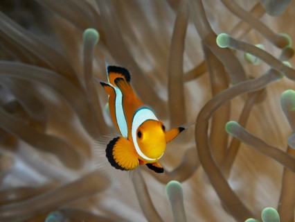 A single Ocellaris Clownfish (Amphiprion ocellaris) swims elegantly through a sea anemone, dive