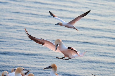 Northern gannet (Morus bassanus) flying over the sea at sunset, landing, wildlife, Helgoland,