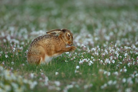 European brown hare (Lepus europaeus) adult animal washing itself amongst Sea campion flowers in