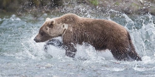 Grizzly Bear (Ursus arctos horribilis) hunting Pacific Salmon, British Columbia, Canada, North