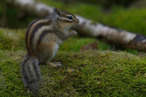 Siberian chipmunk (Eutamias sibiricus) in a forest in Tilburg Noord Brabant in the Netherlands