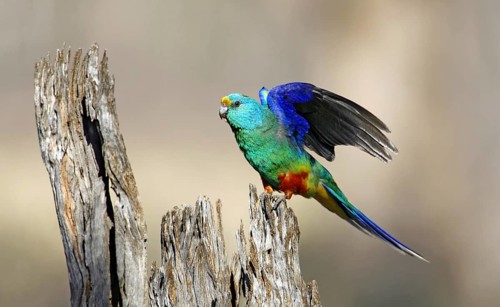 Mulga Parrot (Psephotellus varius) male, Victoria, Australia, Oceania