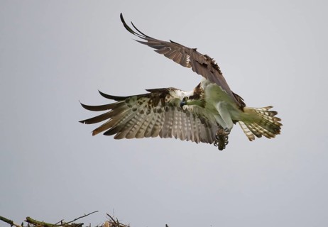 Western Osprey (Pandion haliaetus) flying, Mecklenburg-Western Pomerania, Germany, Europe