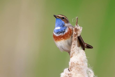 Bluethroat (Luscinia svecica cyanecula) male perched on a cattail, Netherlands