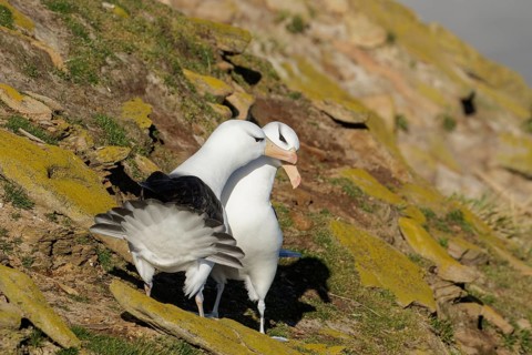 Black-browed Albatross (Thalassarche melanophris) at a nesting colony in the Falkland Islands