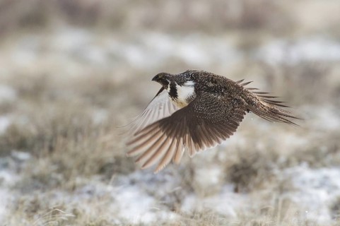 Sage Grouse (Centrocercus urophasianus) flying, Oregon, USA, North America