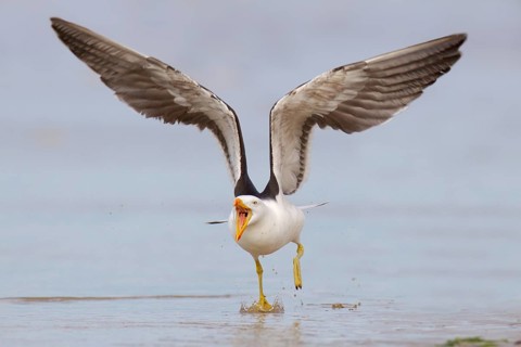 Pacific Gull (Larus pacificus), Victoria, Australia, Oceania