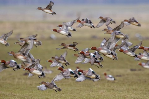 Eurasian Wigeon (Mareca penelope) flock flying, Netherlands