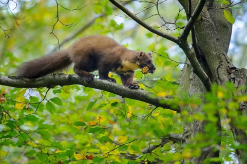 European Pine Marten (Martes martes) climbing in common beech tree (Fagus sylvatica) with prey in