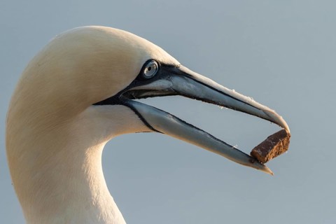 Northern Gannet (Morus bassanus), Schleswig-Holstein, Germany, Europe