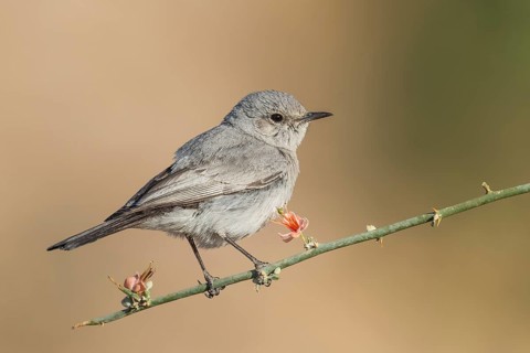 Blackstart (Oenanthe melanura), Eilat, Israel, Asia
