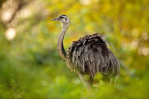 Greater Rhea, Rhea americana, big bird with fluffy feathers, animal in nature habitat, evening sun,