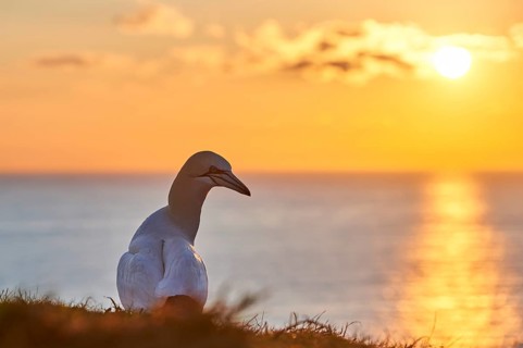 Northern gannet (Morus bassanus) standing on the cliff at sunset with the sea in the background,