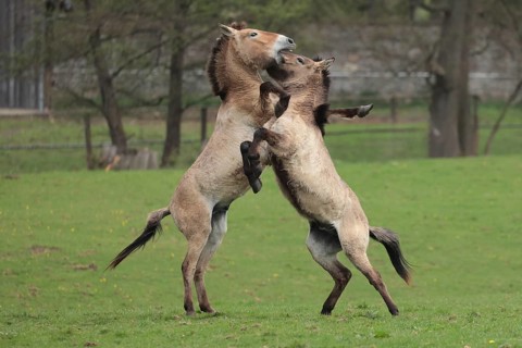 Przewalski's horse (Equus ferus przewalskii), playing in the meadow, rising, Tachi, Captive