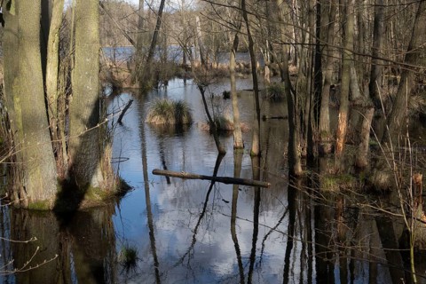 Alder swamp forest on the lakeshore, Schorfheide-Chorin Biosphere Reserve, Brandenburg, Germany,