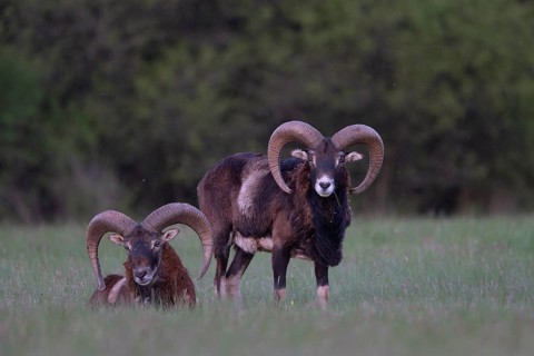 European mouflon (Ovis gmelini musimon, Syn.: Ovis orientalis musimon, Ovis aries musimon),