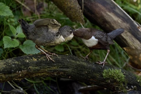 White-throated Dipper (Cinclus cinclus) feeding young, North Rhine-Westphalia, Germany, Europe