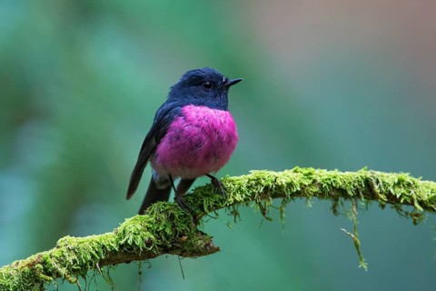Pink Robin (Petroica rodinogaster) male perched on a mossy branch, Victoria, Australia, Oceania