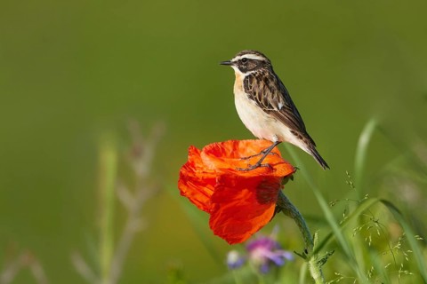 Whinchat (Saxicola rubetra) male perched on poppy flower, Armenia, Asia