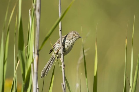 Karoo Prinia (Prinia maculosa), South Africa, Africa