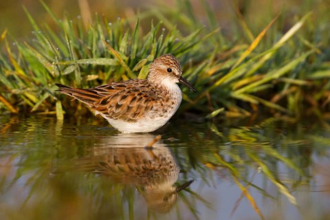 Little Stint (Calidris minuta), Cyprus, Europe