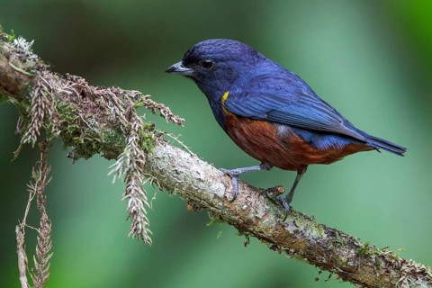 Chestnut-bellied Euphonia (Euphonia pectoralis) perched on a branch in the Atlantic rainforest of