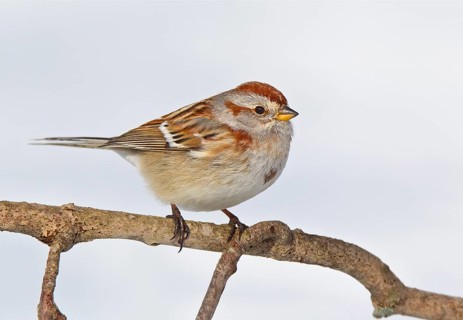 American Tree Sparrow (Spizelloides arborea), Ohio, USA, North America