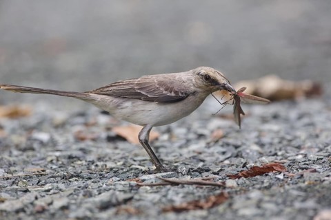 Tropical Mockingbird (Mimus gilvus tobagensis), Trinidad and Tobago, Central America