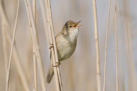 Eurasian Reed Warbler (Acrocephalus scirpaceus) singing, Saxony, Germany, Europe