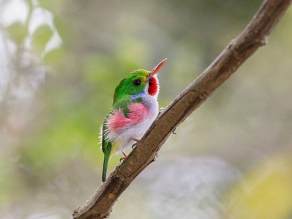 Cuban Tody (Todus multicolor) perched on a branch, Cuba, Central America