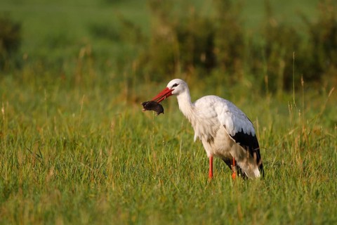 White Stork (Ciconia ciconia) catching a mole, North Rhine-Westphalia, Germany, Europe