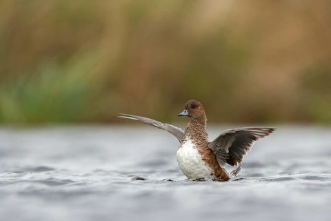 Eurasian Wigeon (Mareca penelope) female, Utrecht, Netherlands
