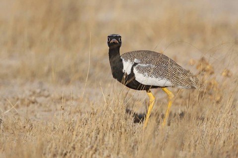 Southern Black Korhaan (Afrotis afra) male, Oshikoto, Namibia, Africa