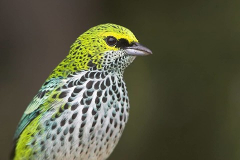 Speckled Tanager (Tangara guttata), Costa Rica, Central America