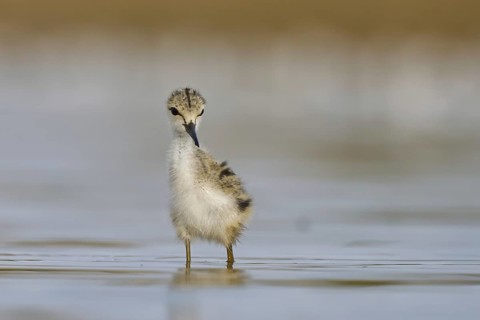 Black-winged Stilt (Himantopus himantopus) chick foraging, North Rhine-Westphalia, Germany, Europe