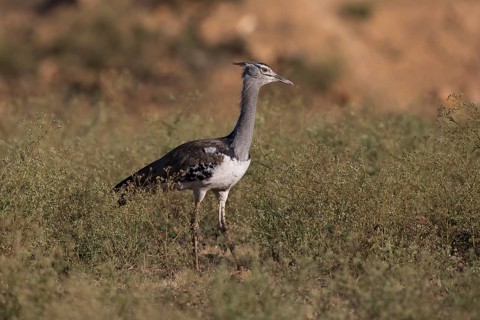 Kori Bustard (Ardeotis kori struthiunculus) male, Oromia, Ethiopia, Africa