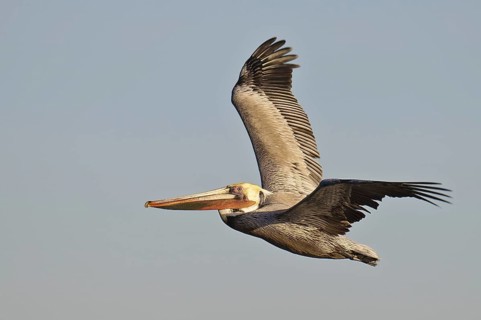 Brown Pelican (Pelecanus occidentalis), California, USA, North America