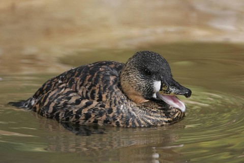 White-backed Duck (Thalassornis leuconotus), California, USA, North America