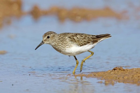 Least Sandpiper Calidris minutilla Gilbert, Arizona, United States 16 March Adult Scolopacidae