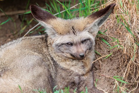 A Bat-eared fox (Otocyon megalotis) rests in front of his den