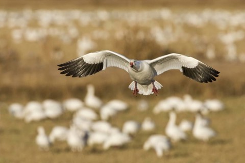 Snow Goose (Anser caerulescens), New Mexico, USA, North America