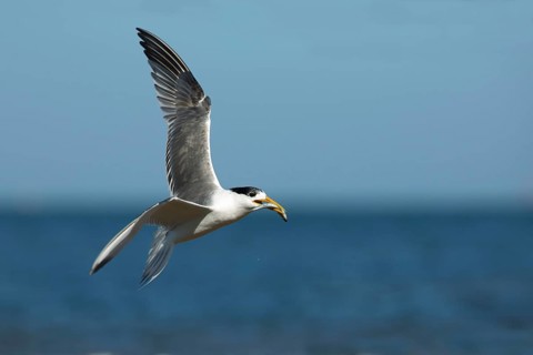 Greater Crested Tern (Thalasseus bergii) flying with fish in beak, Victoria, Australia, Oceania