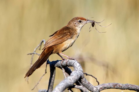 Spinifexbird (Megalurus carteri) with insect prey, Western Australia, Australia, Oceania