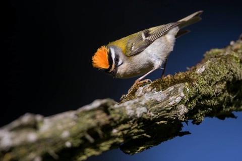 Firecrest - Sommergoldhähnchen - Regulus ignicapilla ssp. ignicapilla, Germany, Europe