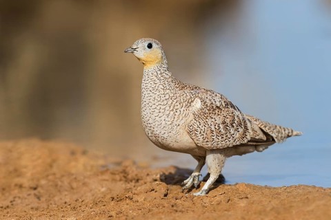 Crowned Sandgrouse (Pterocles coronatus) female, Negev, Israel, Asia