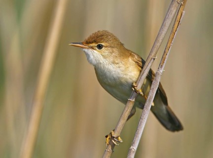Eurasian Reed Warbler (Acrocephalus scirpaceus), Vila Franca de Xira, Portugal, Europe